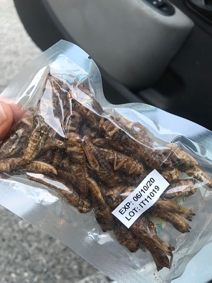 Les fameux grillons que j'ai commandés sur internet !